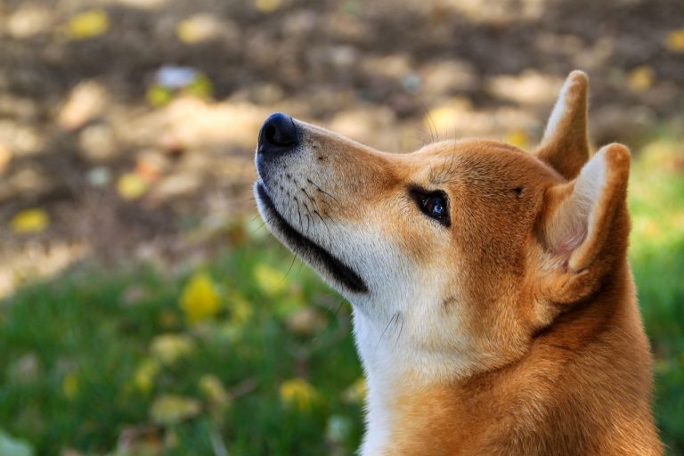 Dogecoin vs. Shiba Inu: Ein Duell der Memecoins – Welcher wird zuerst 100x erreichen?