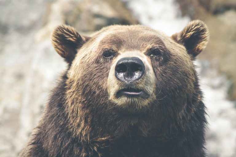 Wie sieht der Bärenmarkt 2022 aus? – Ein Vergleich zu früheren Jahren