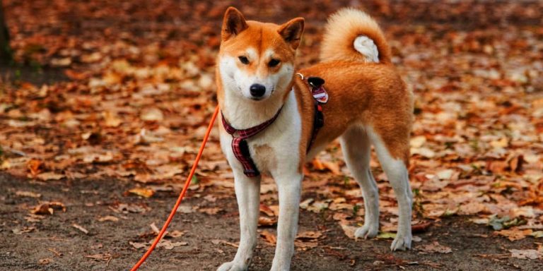 Is SHIBA INU even Alive? SHIB jumped 35% in the past 24 hours!