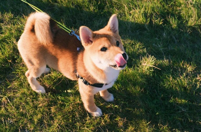 Shiba Inu to Reach 1$ soon? This New Upcoming Development Proves it Right